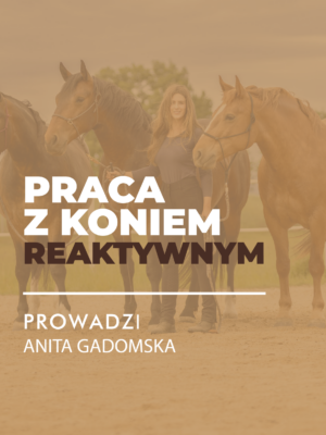 Sklep Certyfikowany webinar- Praca z koniem reaktywnym